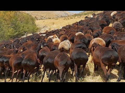 Видео: Гиссарскый овцы и ярки 2019 года К/Х Нурзода. Гиссарский бараны.