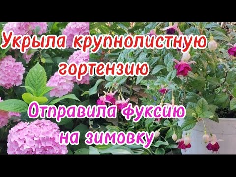 Видео: Укрыла крупнолистную гортензию.Подготовила фуксии для зимовки в подвале.#гортензии #фуксии#цветы