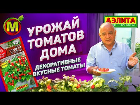 Видео: ДЕКОРАТИВНЫЕ ТОМАТЫ ДОМА – Урожайные Вкусные Томаты