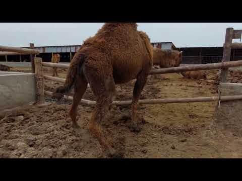 Видео: Түйе шаруашылығынан үзінді түйе қораны тазалатып жатырмыз.