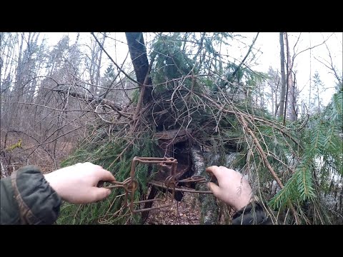 Видео: Охота на куницу. Первая куница на мед (Будни охотника и рыбака)