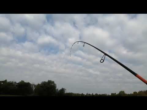 Видео: Крупный Окунь. Скнятино. Волнушка