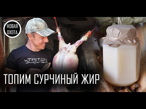 Видео: КАК ВЫТОПИТЬ ЖИР СУРКА? Пошаговый рецепт