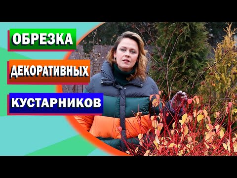 Видео: Обрезка декоративных кустарников осенью🍂
