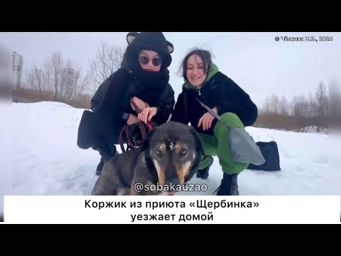 Видео: Коржик из приюта «Щербинка» уехал домой! Проект Собака Юзао