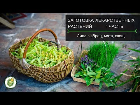 Видео: Сбор и заготовка лекарственных растений - липа/чабрец/мята/хвощ