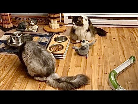 Видео: Лунная кошка охраняет миску с едой 😲