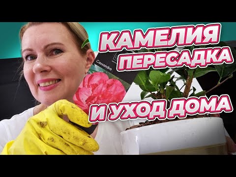 Видео: КАМЕЛИЯ ЯПОНСКАЯ УДИВИТЕЛЬНЫЙ ЦВЕТОК | УХОД ПЕРЕСАДКА В ДОМАШНИХ УСЛОВИЯХ