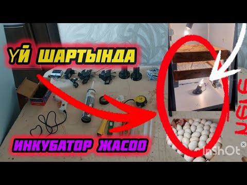 Видео: Үй Шартында Ручной Инкубатор Кантип Жасалат Ушул Видеодо Көрөсүздөр
