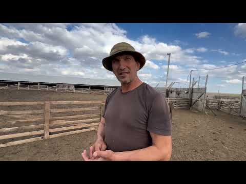 Видео: Посетили хозяйство Ерагый Исаевича Волгоград-Эдильбай 🐏🐏🐏🐑🐑🐑