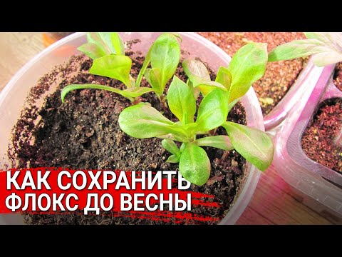 Видео: КАК СОХРАНИТЬ ФЛОКС ДО ВЕСНЫ