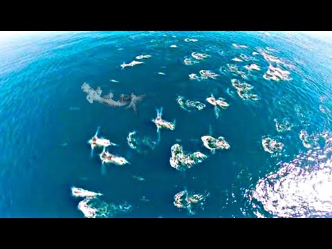 Видео: ОНИ Существуют? Если бы Это Не Снял ДРОН, Никто Бы Не Поверил