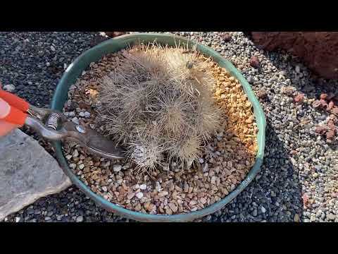 Видео: Прогуляйтесь со мной, пока я решаю, нужно ли моим растениям немного воды (или нет) и почему😊