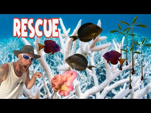 Видео: 32°C на РИФЕ 🥵 СЕМЕНА МАНГРОВ 🌱 ИССЛЕДУЙТЕ ОСТРОВ #коралл #риф #ловляаквариумныхрыб