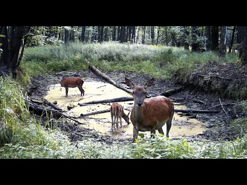 Видео: Фотоловушка возле лужи в лесу