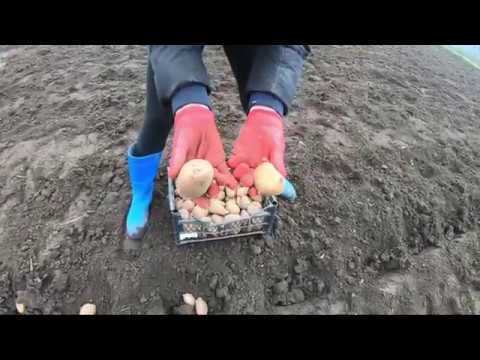 Видео: Посадка картофеля по Митлайдеру 2020 г. Метод работает. Проверено.