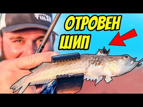 Видео: Отровна ОПАСНОСТ! Какво да правим ако ни убоде ДРАКОН? Морски риболов