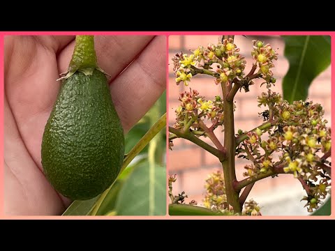 Видео: Поставка Манго 🥭 и Авокадо 🥑. Обрезка и формировка Манго. Часть 2.