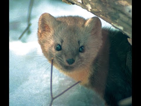 Видео: "13 минут соболиной жизни" Russian sable