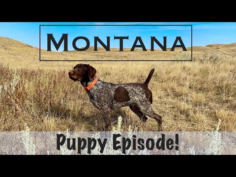 Видео: Эпизод «Монтана-щенок»!
