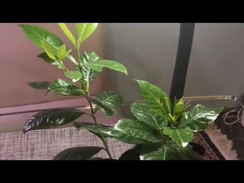 Видео: Видео советы будущему владельцу гардении