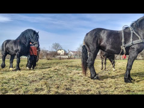 Видео: ПЕРШЕРОН ЮРА 💫/ЖЕРЕБЕЦЬ НА ПАРОВКУ