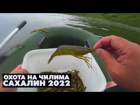 Видео: Охота на чилима / Ловля креветки на Сахалине 2022