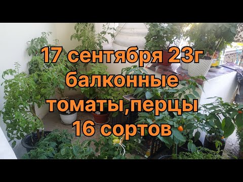 Видео: 17 сентября. Балконные  томаты, 16 сортов. 3 перца. Таймкод в закрепе