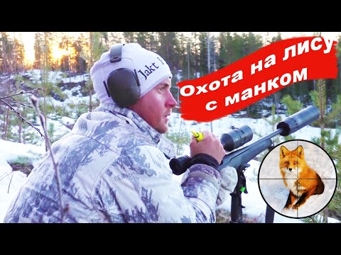 Видео: Зимняя охота на лис с манком. Охотничьи приключения в Норвегии (NORDIC WILD HUNTER)