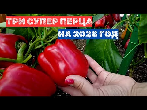 Видео: ПЕРЦЫ НА ЗАМЕТКУ! ЛУЧШИЕ СОРТА ПЕРЦА  СЛАДКОГО НА 2025 год