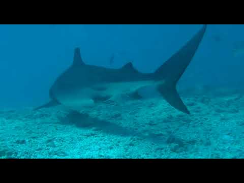 Видео: Ныряние с акулами возле Фуамула (Fuvahmulah)