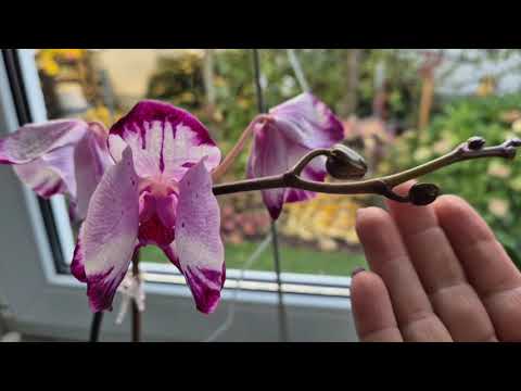Видео: Как разбудить ОРХИДЕЮ🌸 Мой способ вызвать новые цветоносы🌸