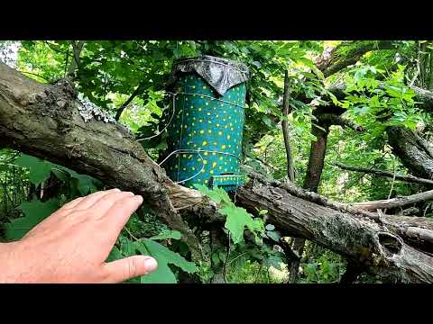 Видео: Розширення пасіки РОЯМИ це легко