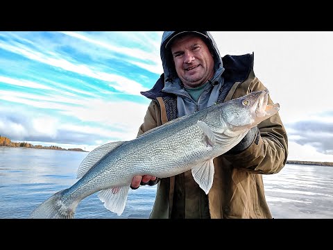 Видео: Самая невероятная осенняя рыбалка на судака