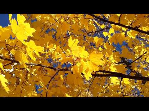 Видео: Юрий Левитанский А что же будет дальше