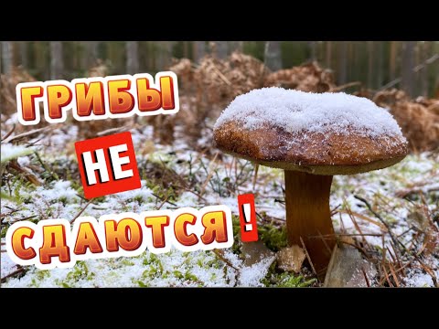 Видео: ГРИБЫ ШОКОВОЙ ЗАМОРОЗКИ! ПОЛНАЯ КОРЗИНА В НОЯБРЕ! Грибы 2024