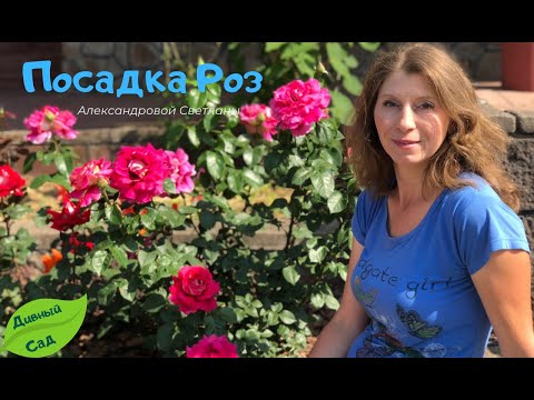 Видео: 🌹🌹🌹Самый ЛУЧШИЙ способ посадки РОЗ. Закладка большого Розария !!🌷🌺