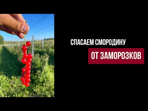 Видео: Смородина на шпалере  Готовимся к заморозкам.