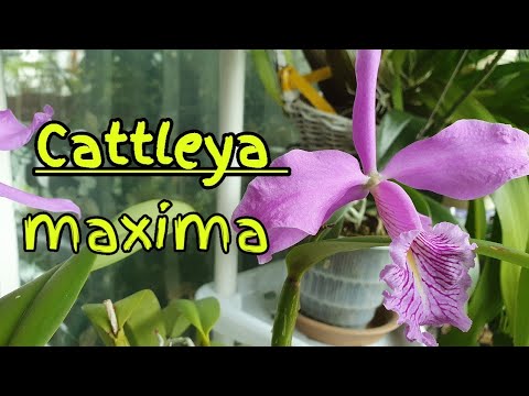 Видео: Cattleya maxima описание и уход.