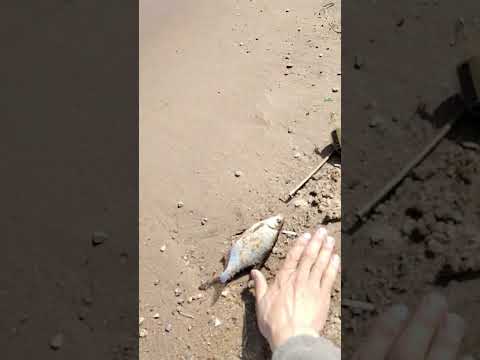 Видео: 5 ноября 2025 г.