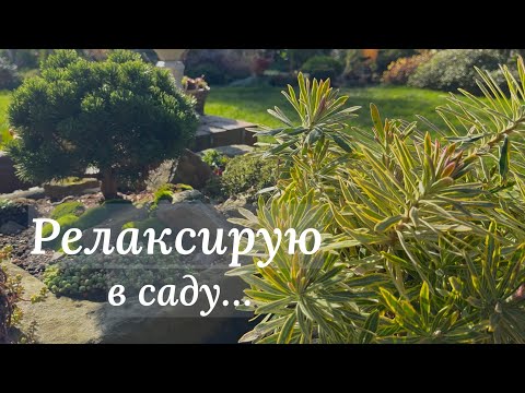 Видео: Пересадила Хамелациум, Молочай 🌿 Идеи декора с Камнеломкой 🌿 Мульчирую сад опавшей листвой 🌿