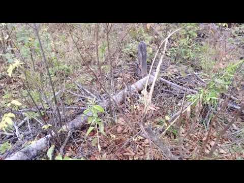 Видео: Охота на лося с лайкой в сентябре. Лоси тут среди грибов. 🐕🐾🍂🌳🌲🍄