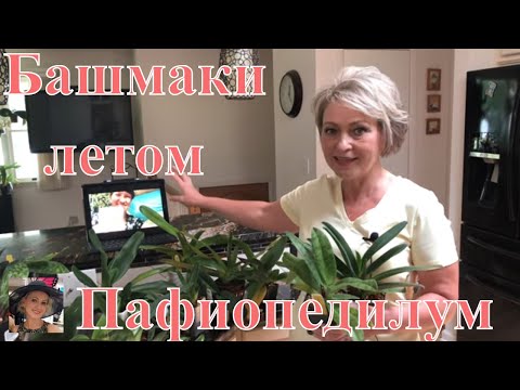 Видео: Венерины башмачки Paphiopedilum летом. Моя коллекция орхидей. Уход за орхидеей,полив и удобрение .