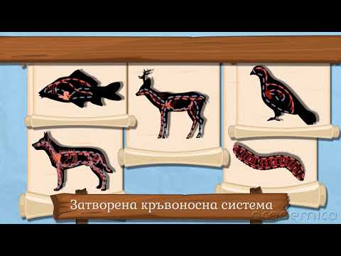 Видео: Движение на веществата в животинския организъм. Кръвоносна система - ЧИП 6 клас | academico