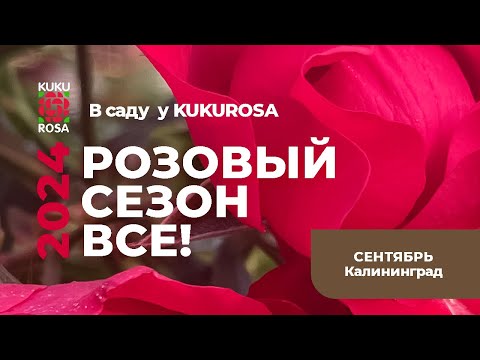 Видео: Розовый сезон ВСЕ!🌹в саду у KUKUROSA