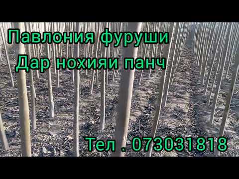 Видео: Павлония фуруши дар нохияи панч тел. 073071818