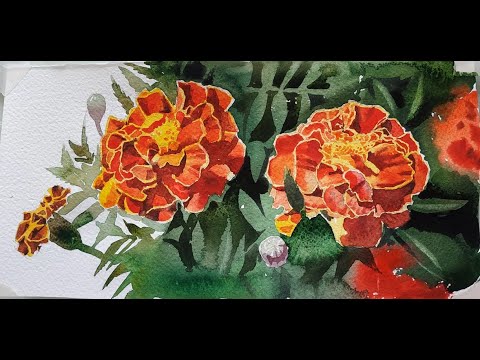 Видео: Рисуем бархатцы. Акварель.