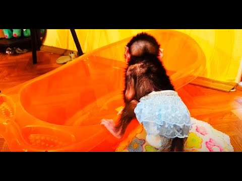 Видео: У Люси НОВЫЕ УСПЕХИ!  Как нужно спускаться с дивана и осваивать ванночку!