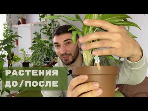 Видео: Обзор моя коллекция комнатных растений спустя год. Празднуем год каналу🌱