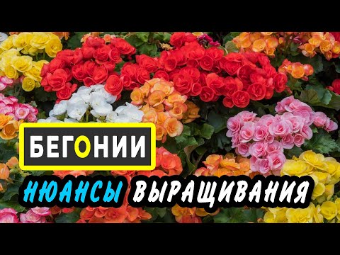 Видео: БЕГОНИИ-ампельные и вечноцветущие, из семян, клубнелуковиц и черенков